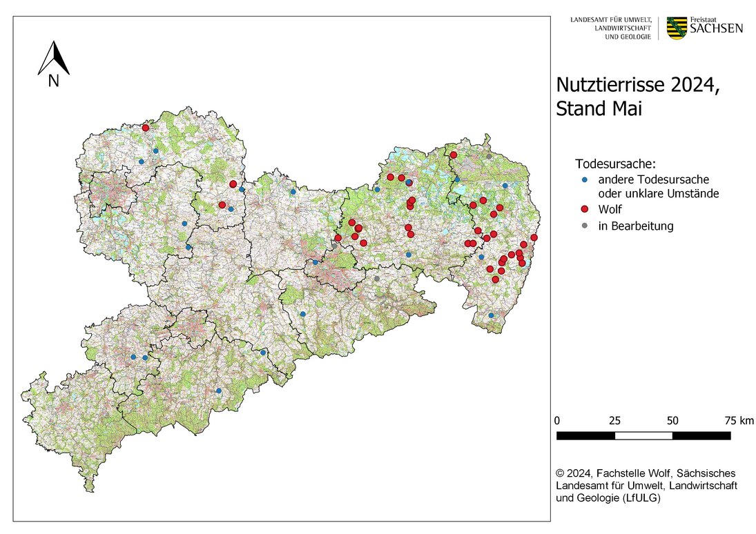 Abb. 1: Karte von Sachsen mit Darstellung der gemeldeten Nutztierübergriffe nach Ortsangabe bis Stand Ende Mai 2024