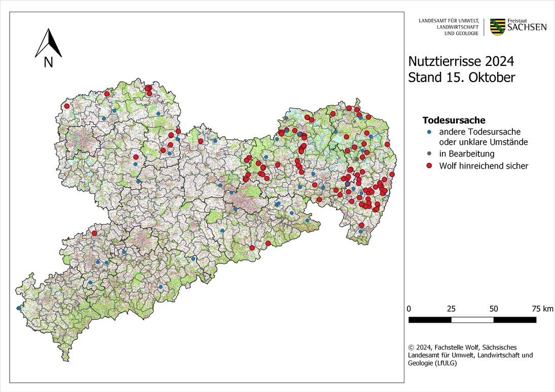 Abb. 1: Karte von Sachsen mit Darstellung der gemeldeten Nutztierübergriffe nach Ortsangabe bis Stand 15. Oktober 2024