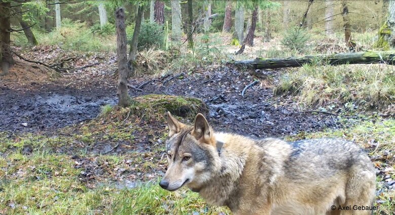 Wolf MT7 steht vor Kamera