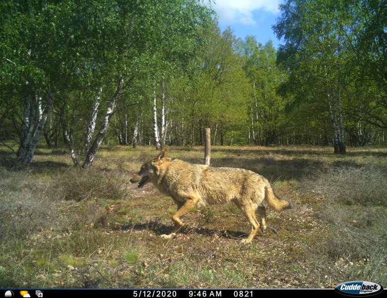 Wolf MT7 läuft über Offenfläche an Wildkamera vorbei