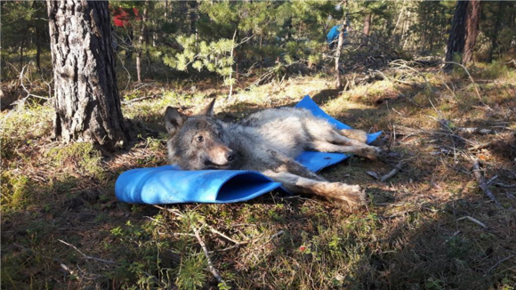 Wolf FT13 liegt auf Isomatte und hebt bereits den Kopf