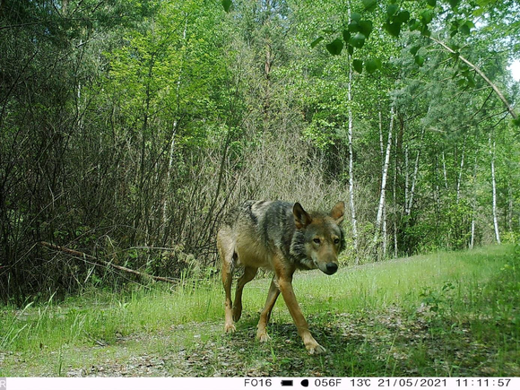 Wolf MT8 läuft über einen Waldweg und schaut dabei in die Wildkamera