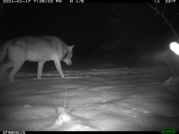 Wolf MT8 läuft durch den Schnee in einer bereits bestehenden Spur.