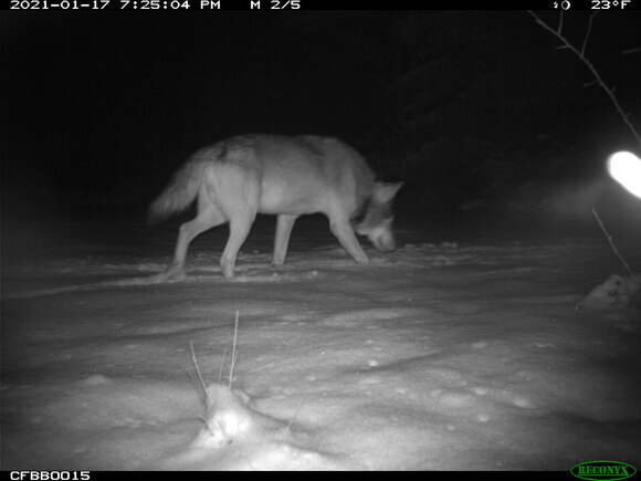 Wolf MT8 läuft durch den Schnee und senkt den Kopf