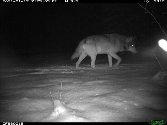 Wolf MT8 läuft durch den Schnee und schaut nach rechts