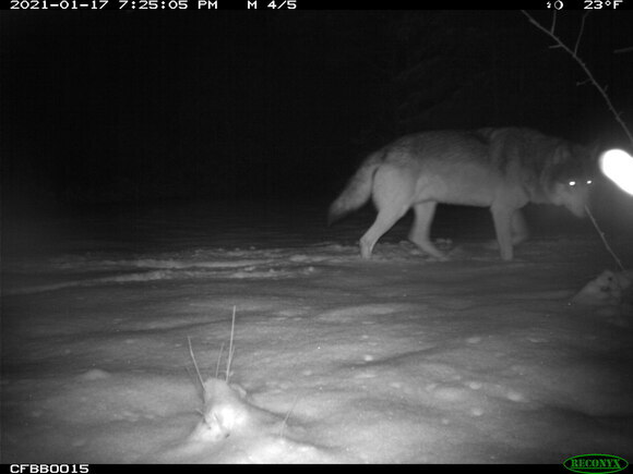 Wolf MT8 läuft durch den Schnee und interessiert sich für eine Stelle am Bildrand