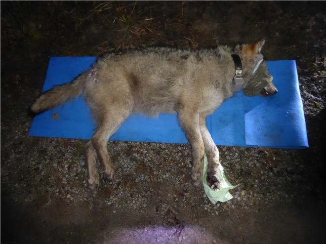 Wolf FT15 liegt betäubt und mit verbundenen Augen auf einer Isomatte