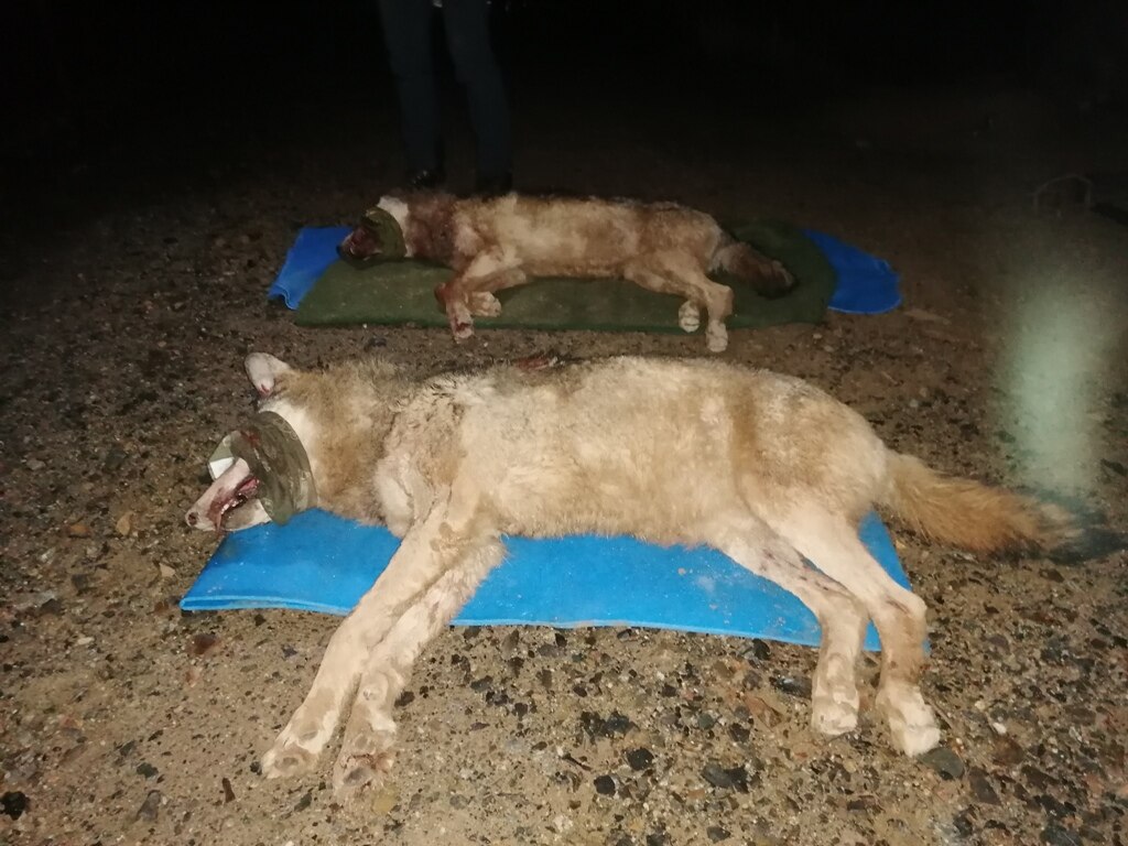 Zwei Wölfe liegen betäubt und mit verbundenen Augen auf Isomatten