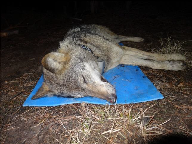 Wolf liegt betäubt auf einer Isomatte