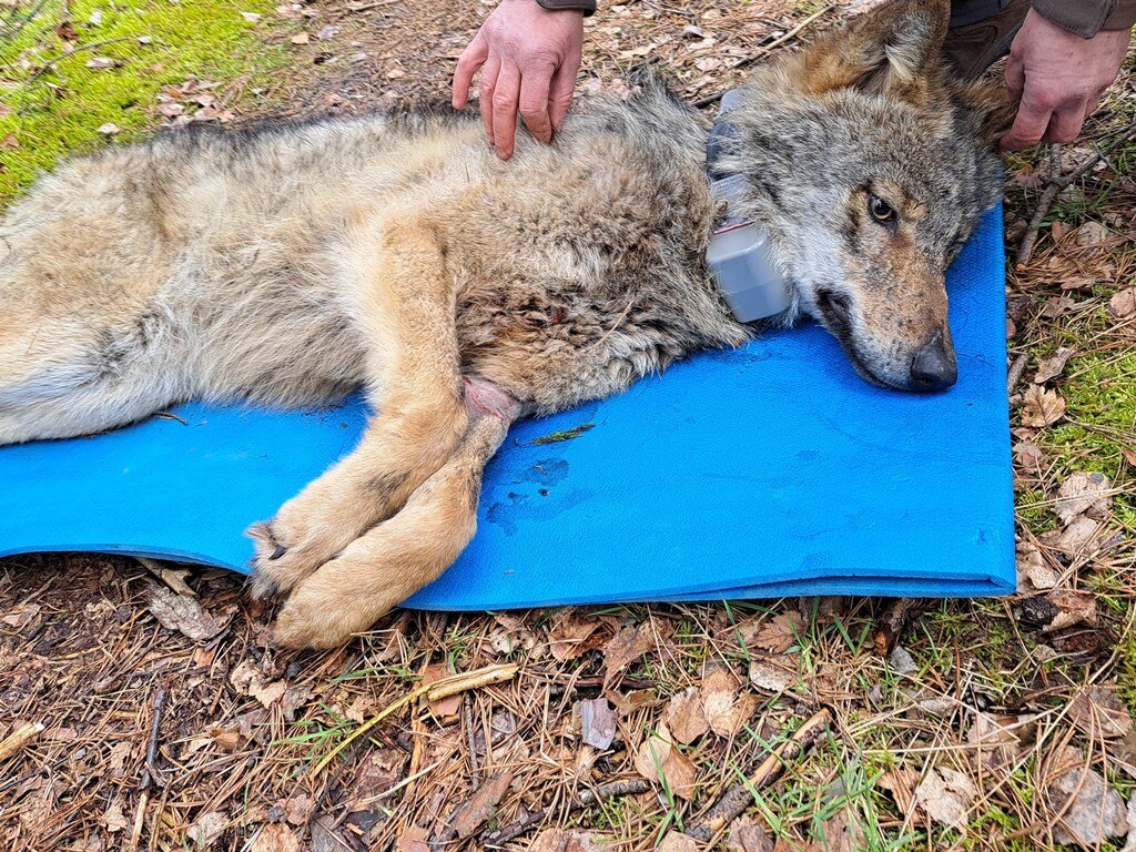 Wolf FT20 liegt betäubt auf Isomatte kurz vor dem Aufwachen. An ihrem linken Vorderbein sieht man die vom Tierarzt behandelte Wunde.