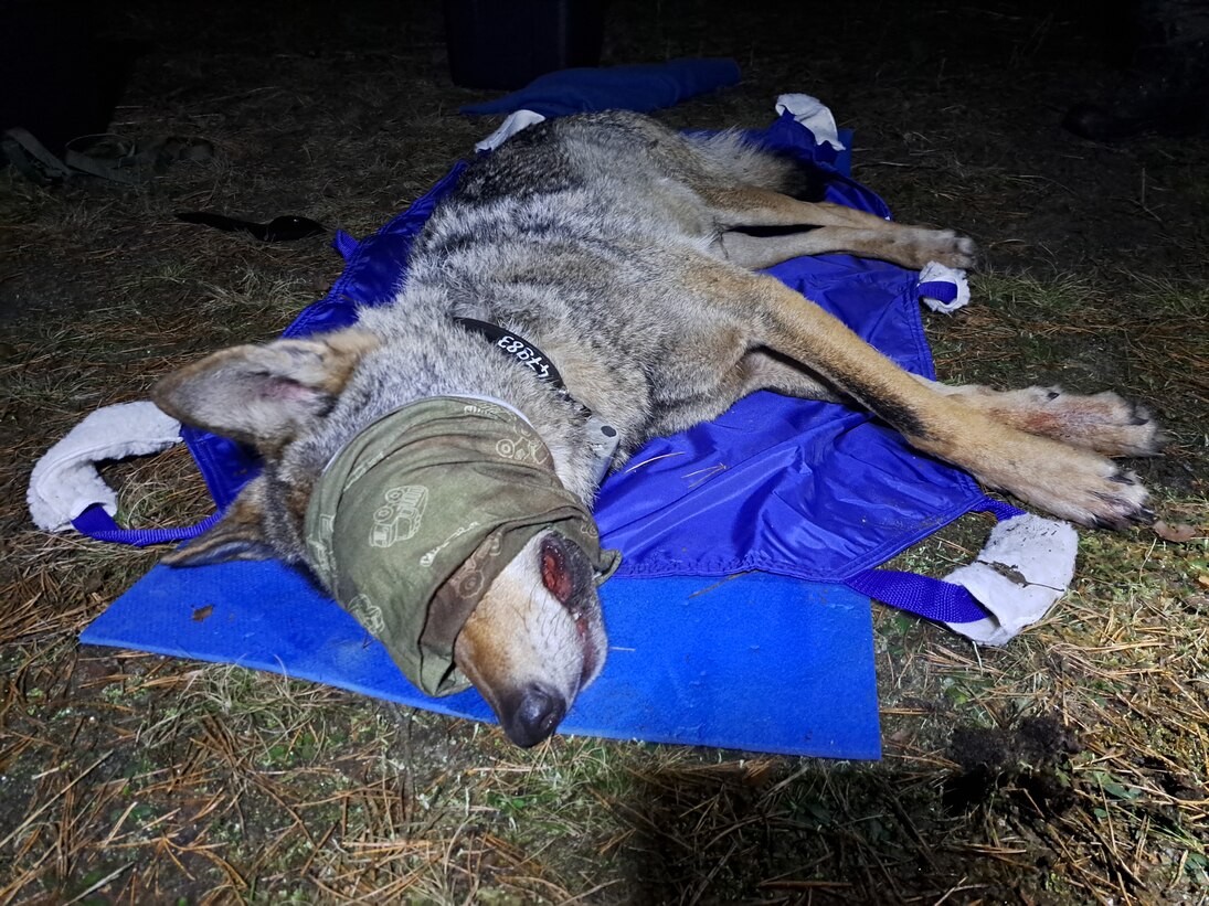 Wolf FT21 liegt betäubt und mit verbundenen Augen auf einer Isomatte