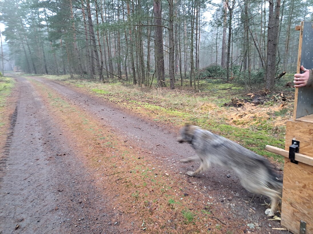 Wolf FT22 läuft aus der geöffneten Aufwachkiste auf den Waldweg.