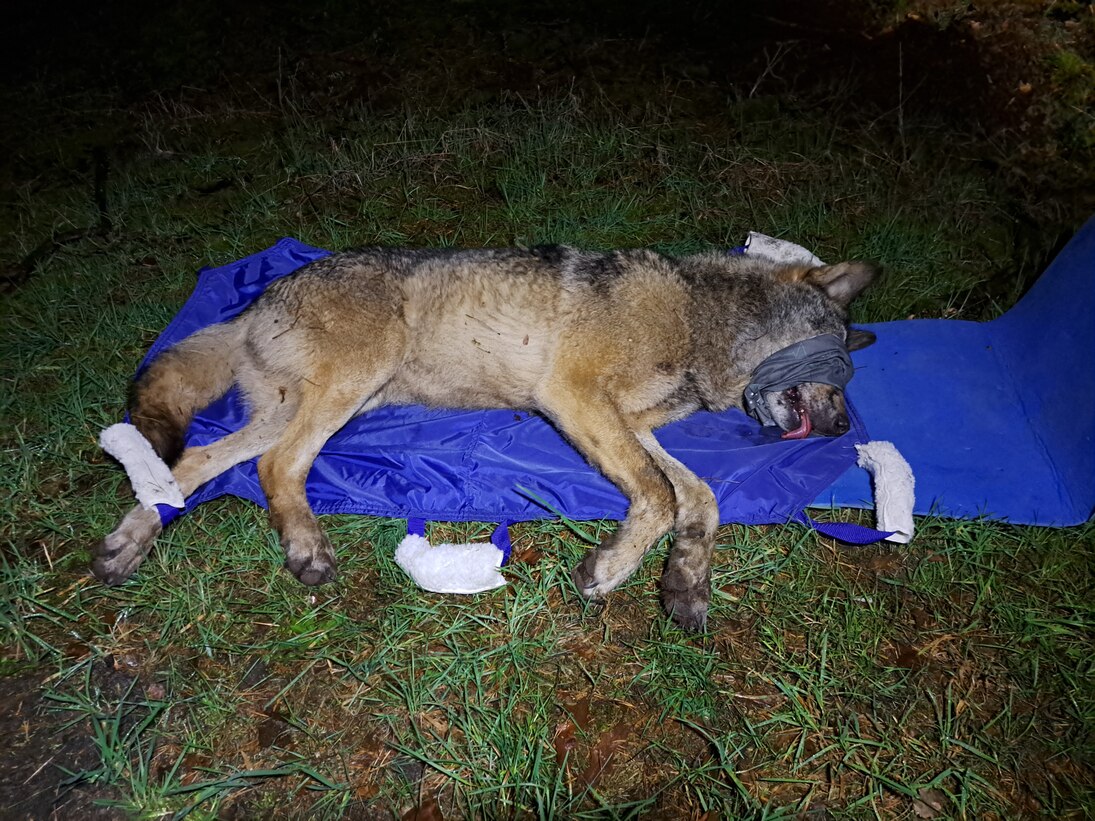 Wolf MT9 liegt betäubt und mit verbundenen Augen auf einer Isomatte