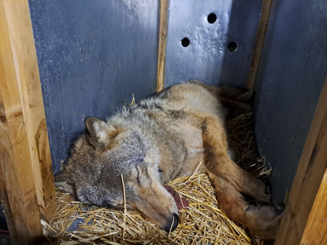 Wolf MT10 liegt noch betäubt in der Aufwachkiste.