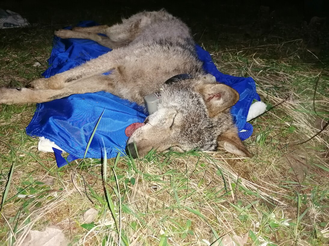 Wolf MT11 liegt betäubt mit Halsbandsender auf einer Isomatte.