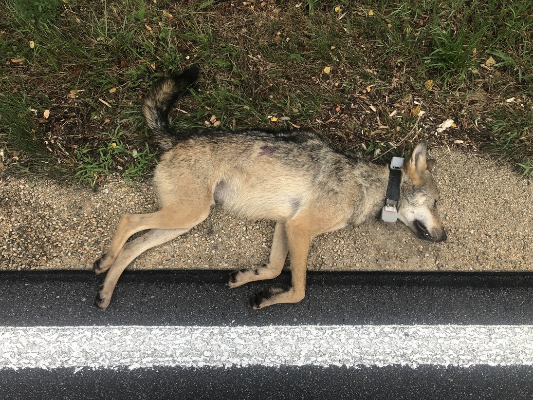 Wolf MT11 liegt tot am Straßenrand.